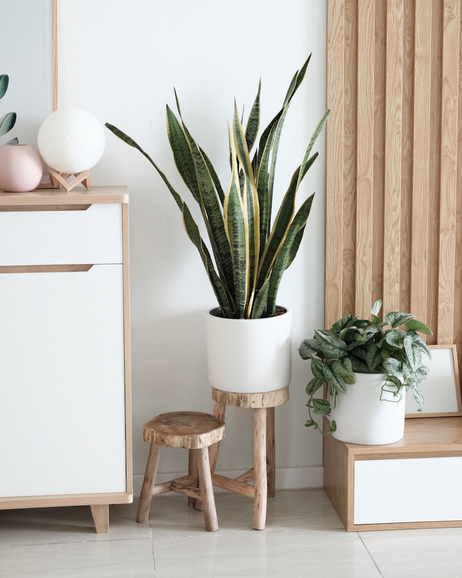 Trailing Pothos