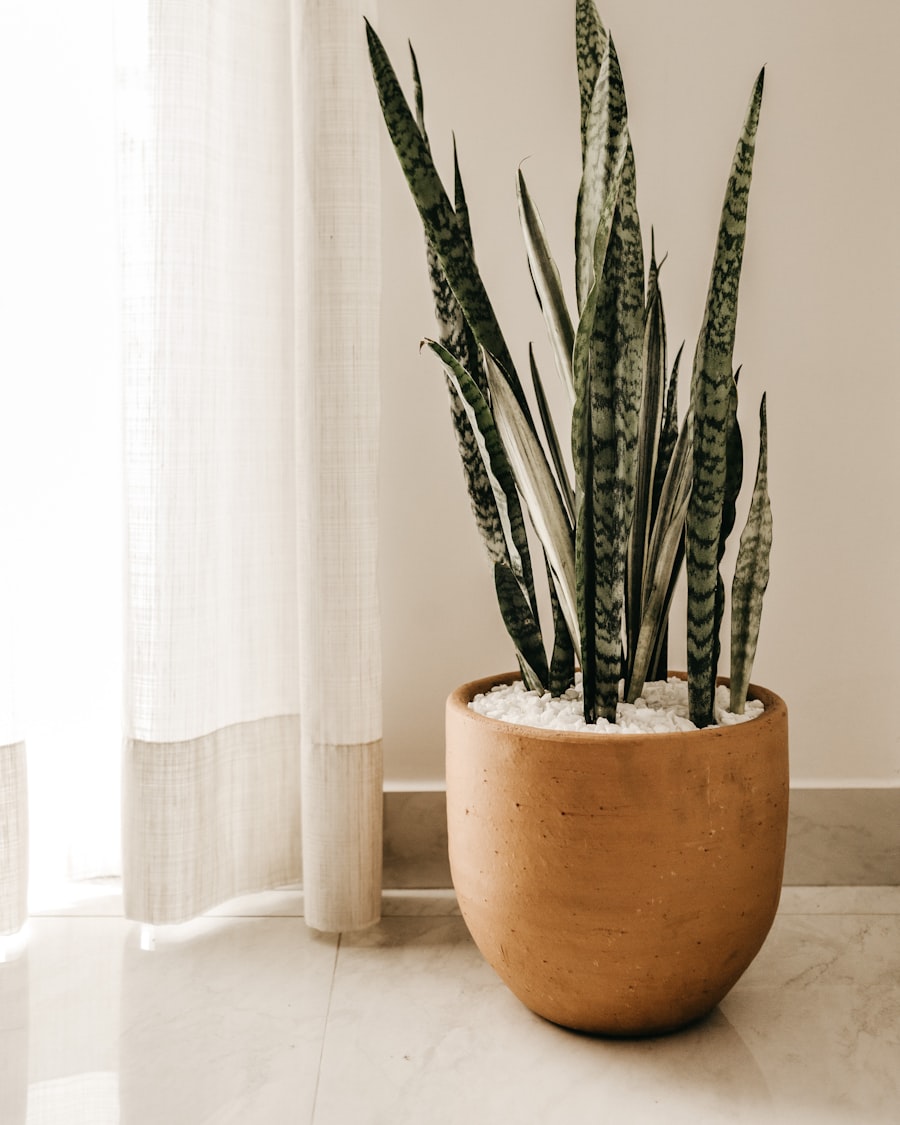 Snake Plant